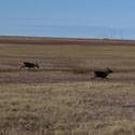 Three caribou in a field.